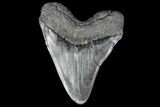 Fossil Megalodon Tooth - + Foot Prehistoric Shark #115785-2